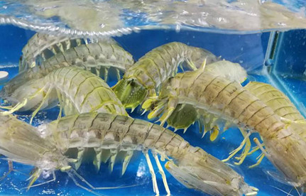 海鲜怎么入口报关？？？？？？有哪些注重事项？？？？？？